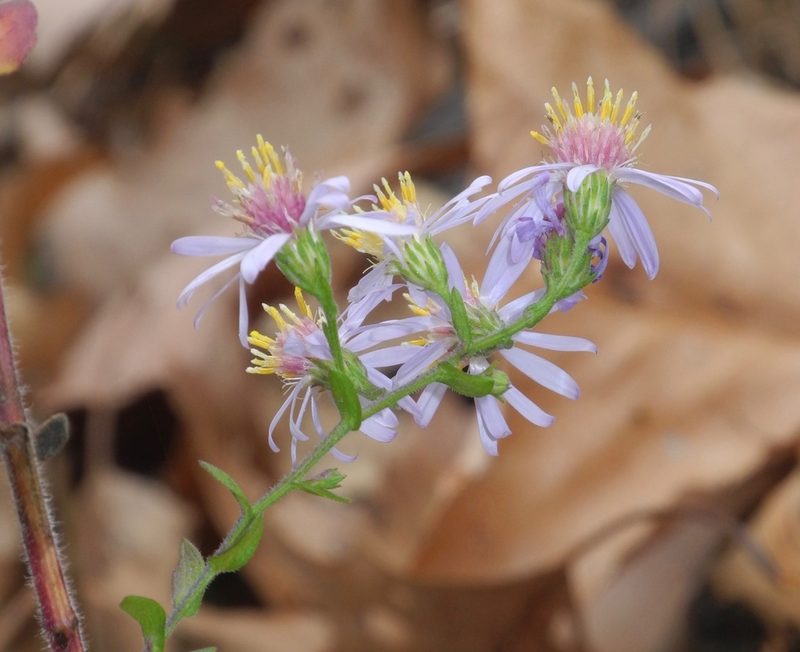 Symphyotrichum undulatum, photographed by Michael J. Papay