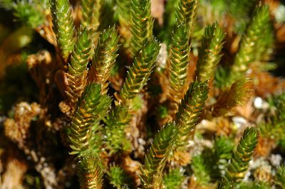 Selaginella sibirica, photographed by Timothy McNitt