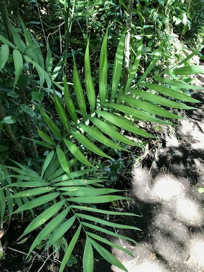 Chamaedorea costaricana, photographed by Rose Zappa