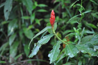 Costus pulverulentus, photographed by Emily Franzen
