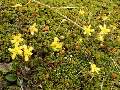 Ranunculus gracilipes, photographed by Santiago Martín-Bravo