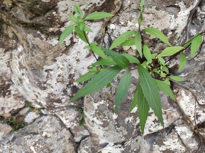 Ageratina riparia, photographed by Augustin Soulard