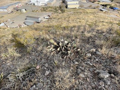 Opuntia camanchica, photographed by CK2AZ