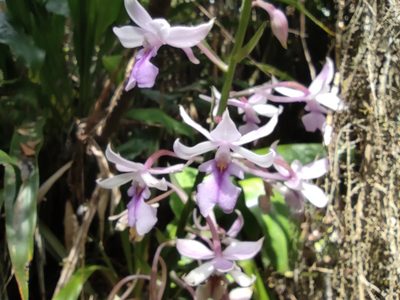 Calanthe sylvatica, photographed by Augustin Soulard