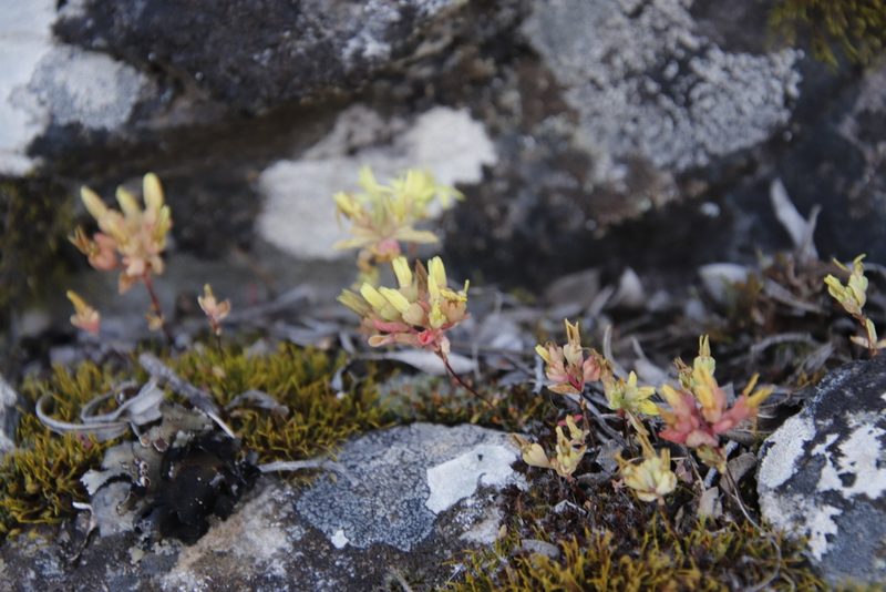 Crassula sebaeoides, photographed by Tony Rebelo
