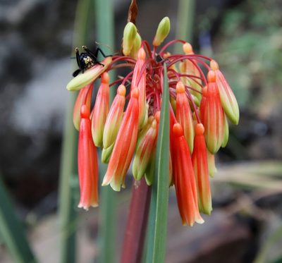 Clivia mirabilis, photographed by Tony Rebelo