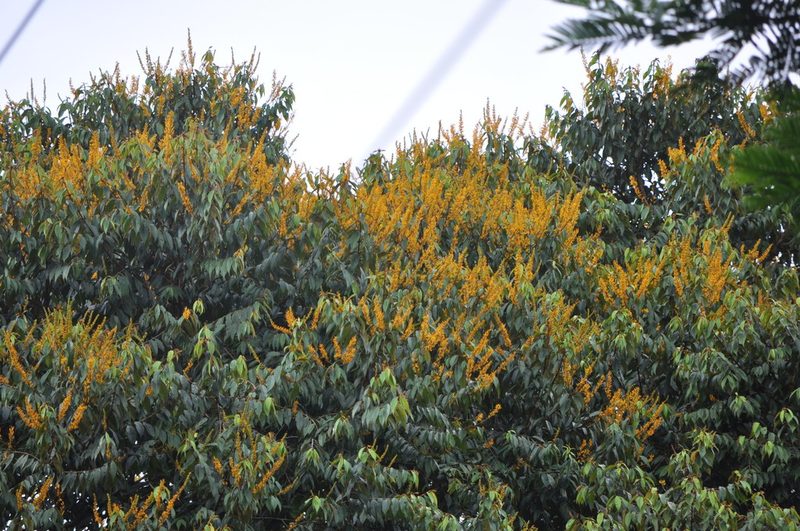 Vochysia ferruginea, photographed by Emily Franzen