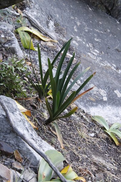 Clivia mirabilis, photographed by Tony Rebelo