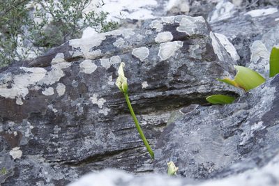 Zantedeschia odorata, photographed by Tony Rebelo