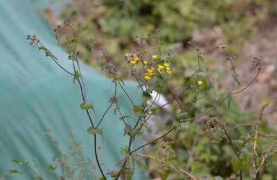 Crepidiastrum sonchifolium, photographed by Zinogre