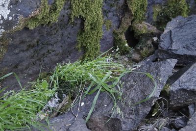 Melasphaerula graminea, photographed by Tony Rebelo