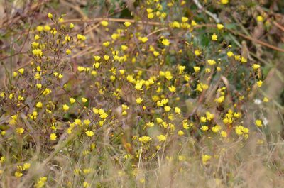 Crepidiastrum sonchifolium, photographed by Zinogre