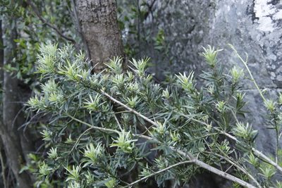 Podocarpus elongatus, photographed by Tony Rebelo