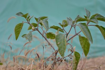 Datura innoxia, photographed by Zinogre