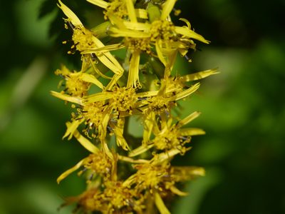 Ligularia fischeri, photographed by Dinesh Valke