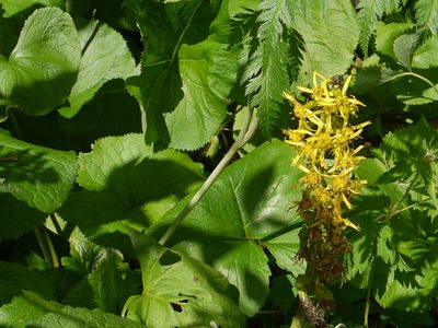 Ligularia fischeri, photographed by Dinesh Valke