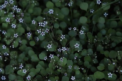 Crassula dentata, photographed by Tony Rebelo