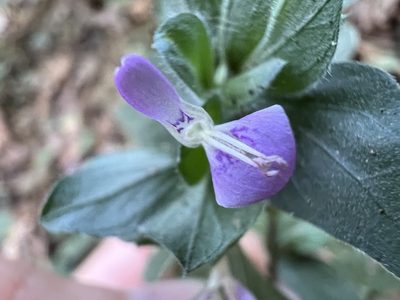 Dicliptera chinensis, photographed by joniyang