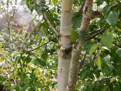 Betula utilis, photographed by Dinesh Valke