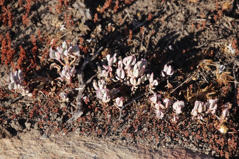 Crassula hirsuta, photographed by Tony Rebelo