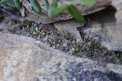 Crassula dentata, photographed by Tony Rebelo