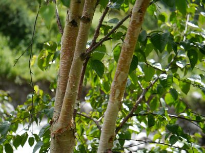 Betula utilis, photographed by Dinesh Valke