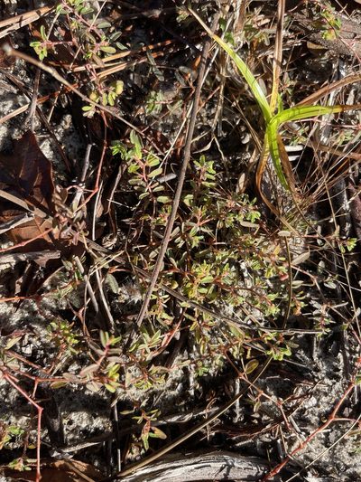 Euphorbia cumulicola, photographed by Brandon Corder