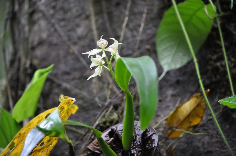 Prosthechea fragrans, photographed by Emily Franzen