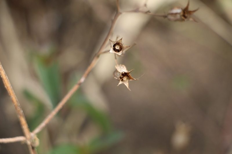 Pterogastra divaricata, photographed by Andrés Ramírez-Barrera