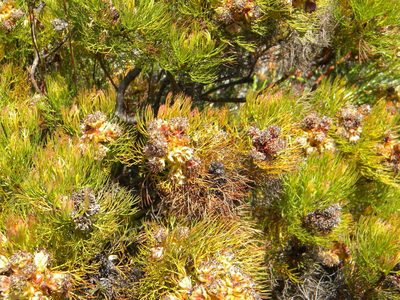Serruria glomerata, photographed by Tim Kirsten