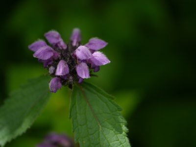 Phlomoides bracteosa, photographed by Dinesh Valke