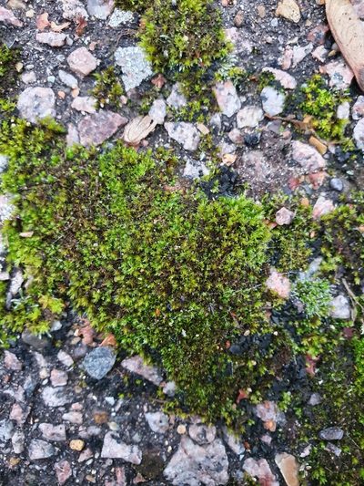 Vinealobryum nicholsonii, photographed by Jonathan Hughes