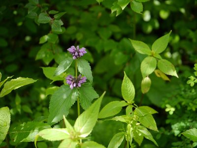 Phlomoides bracteosa, photographed by Dinesh Valke