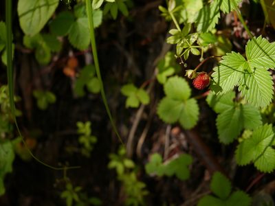 Fragaria nubicola, photographed by Dinesh Valke