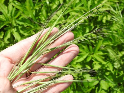 Bromus rigidus, photographed by Sam Kieschnick