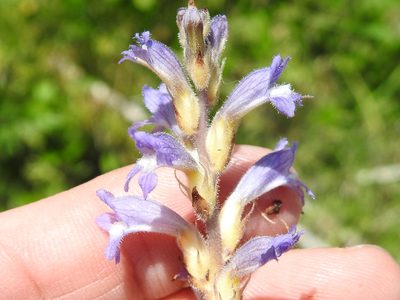 Orobanche ramosa, photographed by Sam Kieschnick