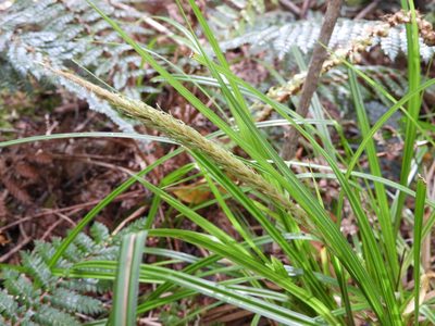 Carex corynoidea, photographed by Santiago Martín-Bravo