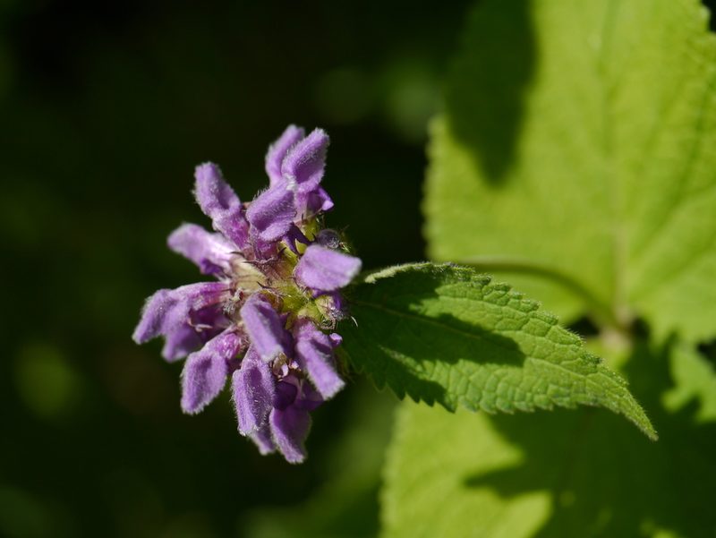 Phlomoides bracteosa, photographed by Dinesh Valke