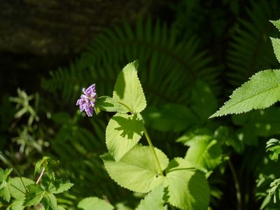 Phlomoides bracteosa, photographed by Dinesh Valke