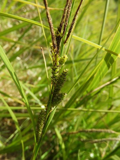 Carex sinclairii, photographed by Santiago Martín-Bravo