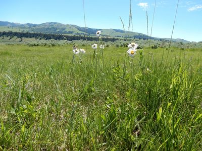 Erigeron glabellus, photographed by Matt Lavin