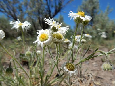 Erigeron pumilus, photographed by Matt Lavin