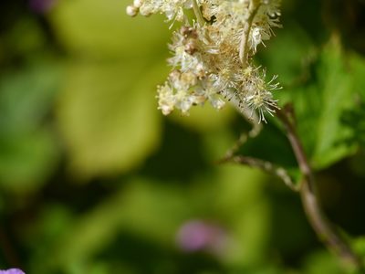 Filipendula vestita, photographed by Dinesh Valke