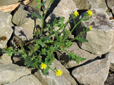 Senecio viscosus, photographed by Ian Whyte