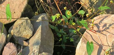 Persicaria sagittata, photographed by Ian Whyte