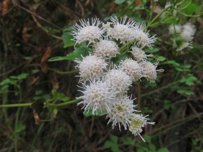 Ageratina glechonophylla, photographed by Bruno Avilez
