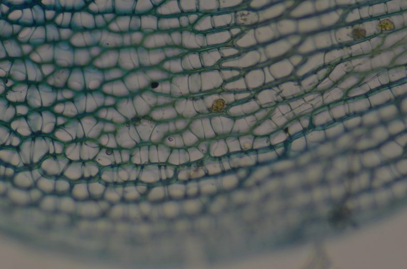 Sphagnum teres, photographed by Randal