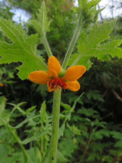 Loasa acerifolia, photographed by Bruno Avilez