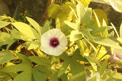 Ipomoea batatas, photographed by Sabarni Sarker