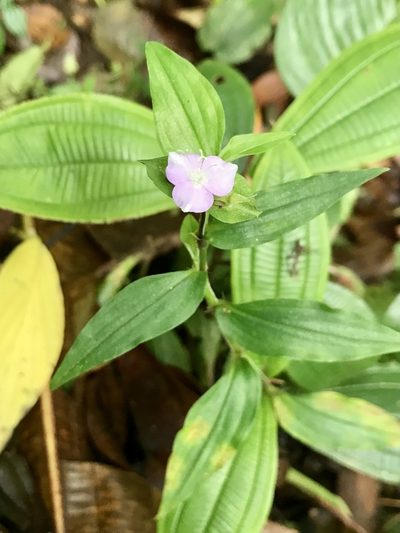 Tradescantia poelliae, photographed by Rose Zappa